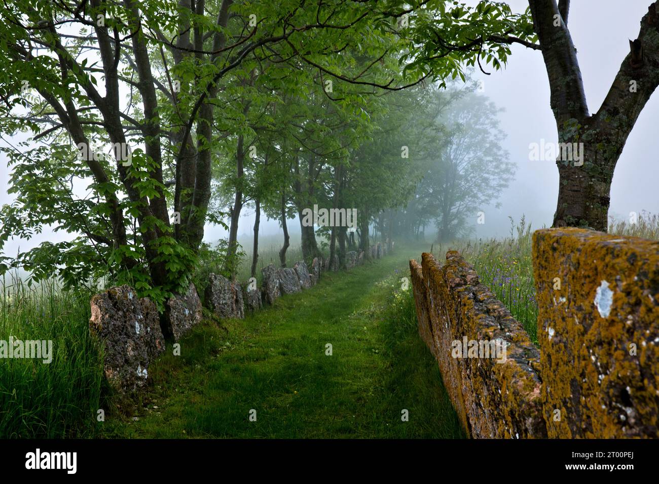 Pagani Village: Alter Pfad in den Wäldern gesäumt von Platten. Campofontana, Selva di Progno, Lessinia, Veneto, Italien. Stockfoto