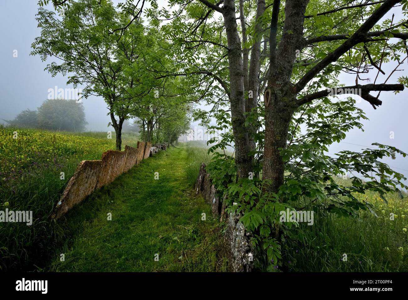 Pagani Village: Alter Pfad in den Wäldern gesäumt von Platten. Campofontana, Selva di Progno, Lessinia, Veneto, Italien. Stockfoto