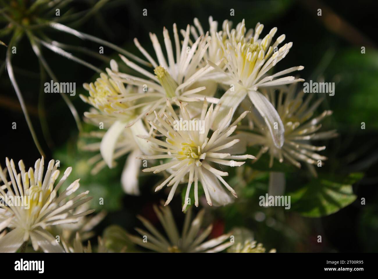 Weiße Blumen Stockfoto