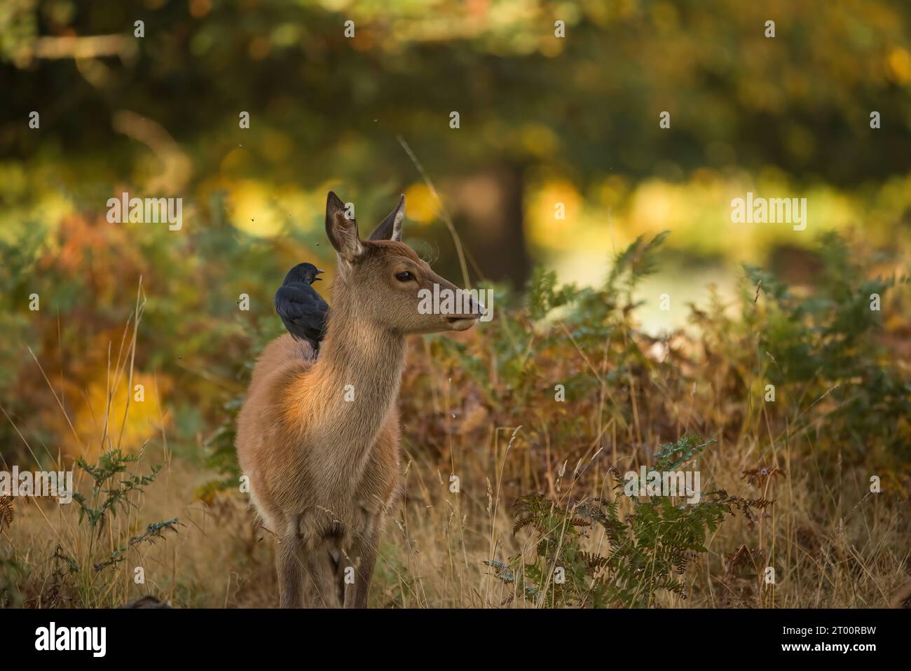 Krähe reitet auf einem Hirsch wie ein Taxi MIDDLESEX LIEBENSWERTE Bilder zeigen eine Krähe, die den Kopf eines bezaubernden Rothirsches wie einen Aussichtspfosten benutzt. Diese Bilder, s Stockfoto