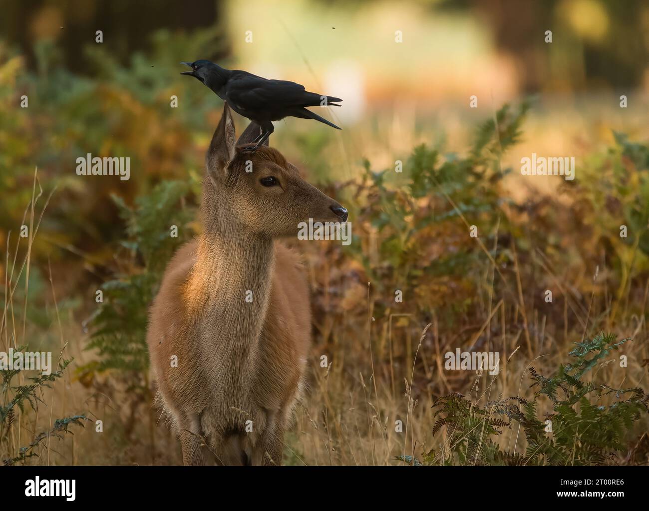 Eine Krähe und ein Rotwild, der in entgegengesetzte Richtungen blickt. MIDDLESEX LIEBENSWERTE Bilder zeigen eine Krähe, die den Kopf eines bezaubernden Rotwild wie einen Aussichtspfosten benutzt. Stockfoto