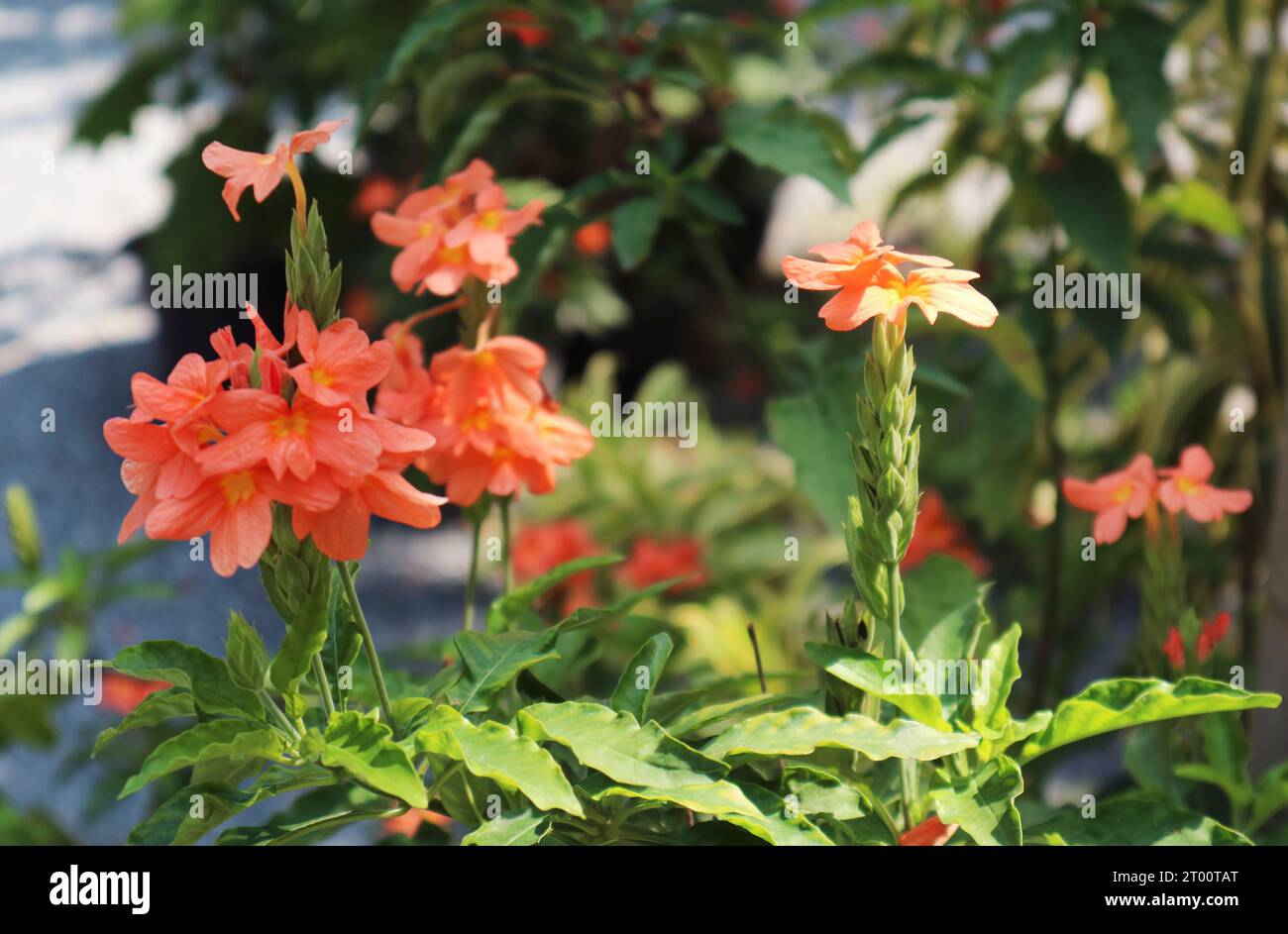Nahaufnahme von Firecracker Flowers Blooming in the Sunlight Stockfoto
