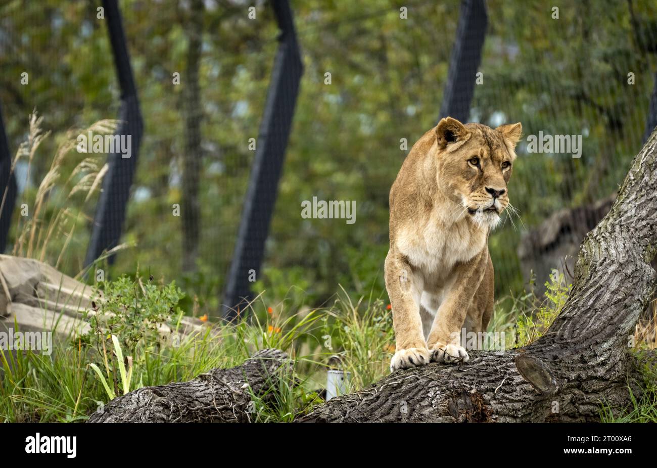 AMSTERDAM - Löwen im neuen Löwengehege im Artis Zoo. ANP SANDER KONING niederlande aus - belgien aus Stockfoto