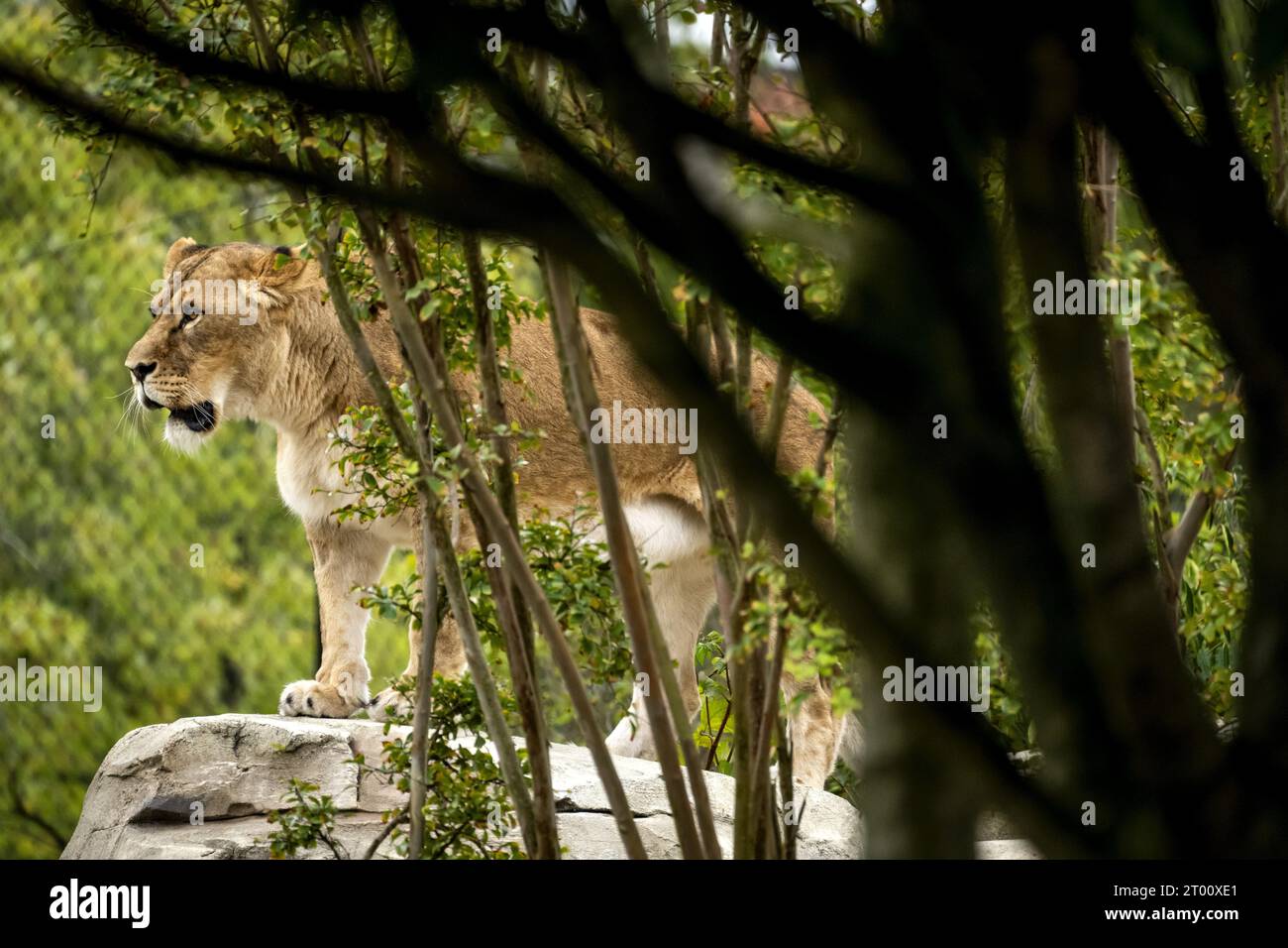 AMSTERDAM - Löwen im neuen Löwengehege im Artis Zoo. ANP SANDER KONING niederlande aus - belgien aus Stockfoto