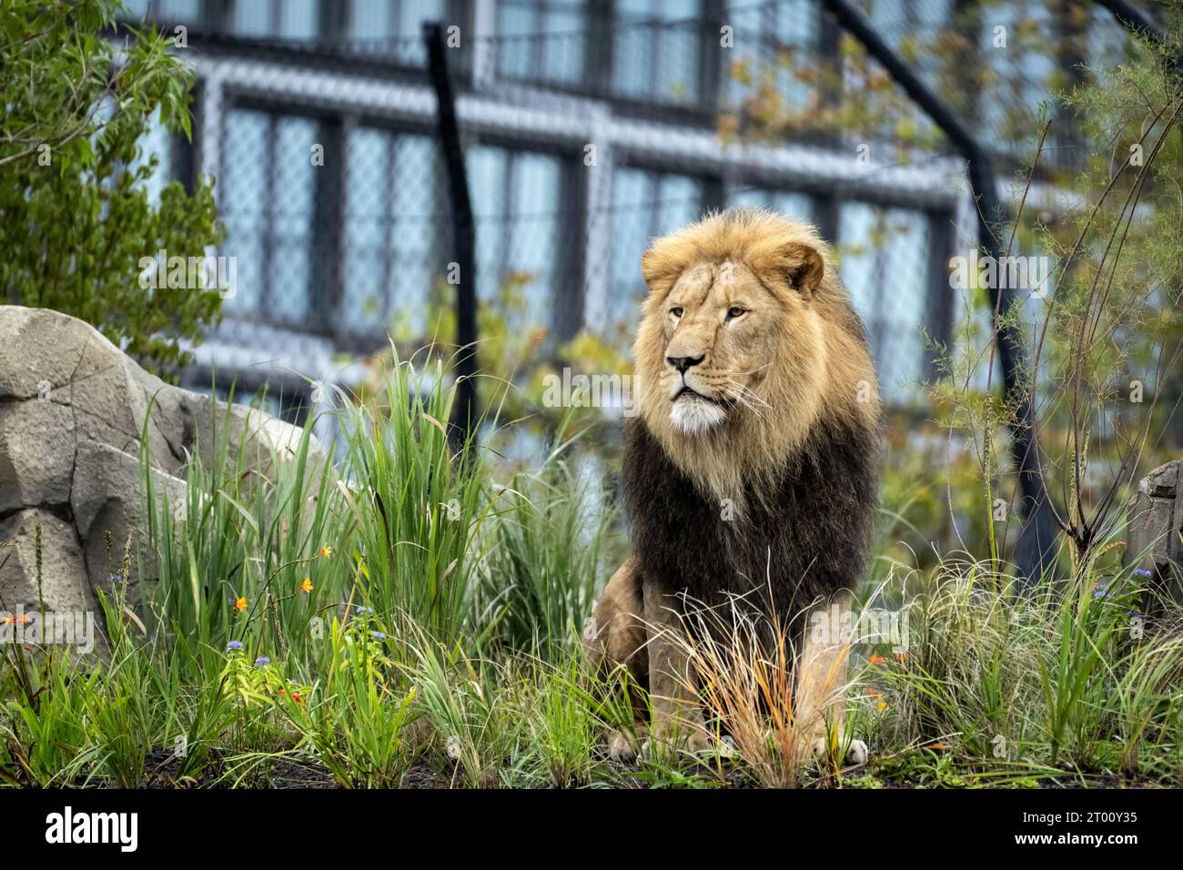 AMSTERDAM - Löwen im neuen Löwengehege im Artis Zoo. ANP SANDER KONING niederlande aus - belgien aus Stockfoto