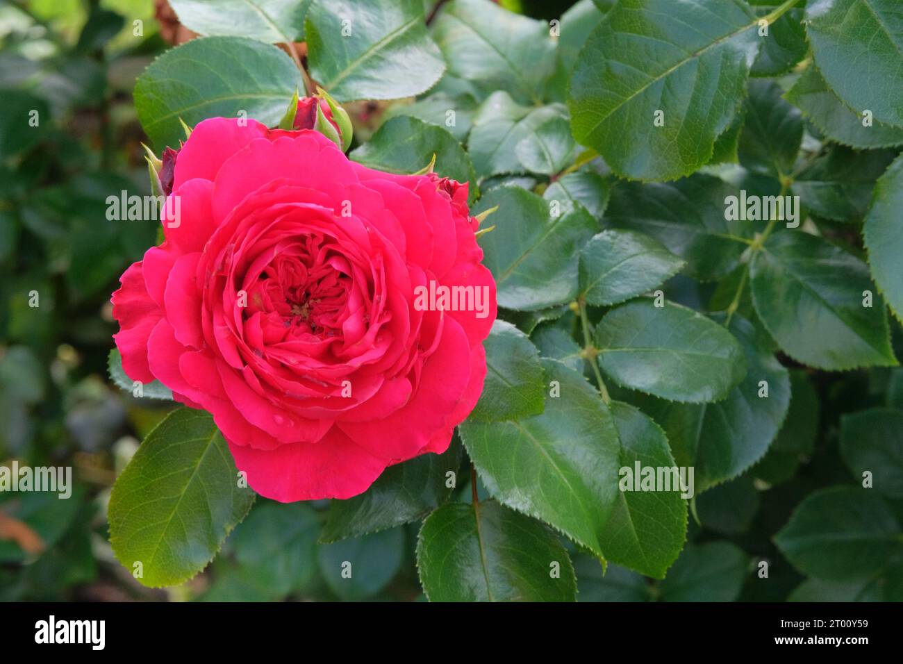 Rosenblumen im botanischen Garten. Rote Blumen rosa in Dekoration. Romantische Gartenarbeit. Nahaufnahme. Stockfoto