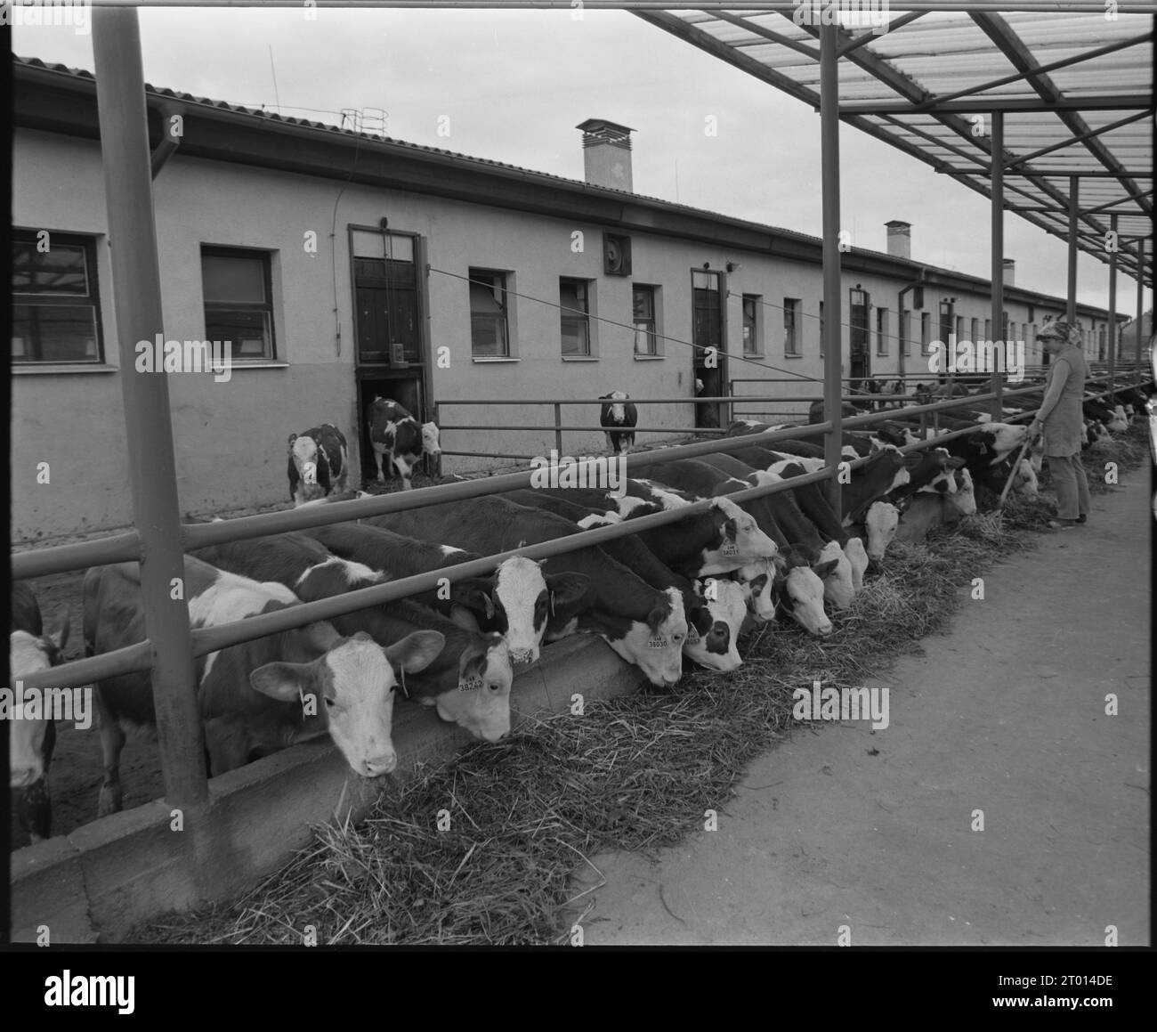 ***1984 DATEI FOTO*** im letzten Jahr, als Teil der Innovation des Schwerpunkts Computertechnologiedienstleistungen, das tschechische Ministerium für Landwirtschaft und Ernährung DE Stockfoto