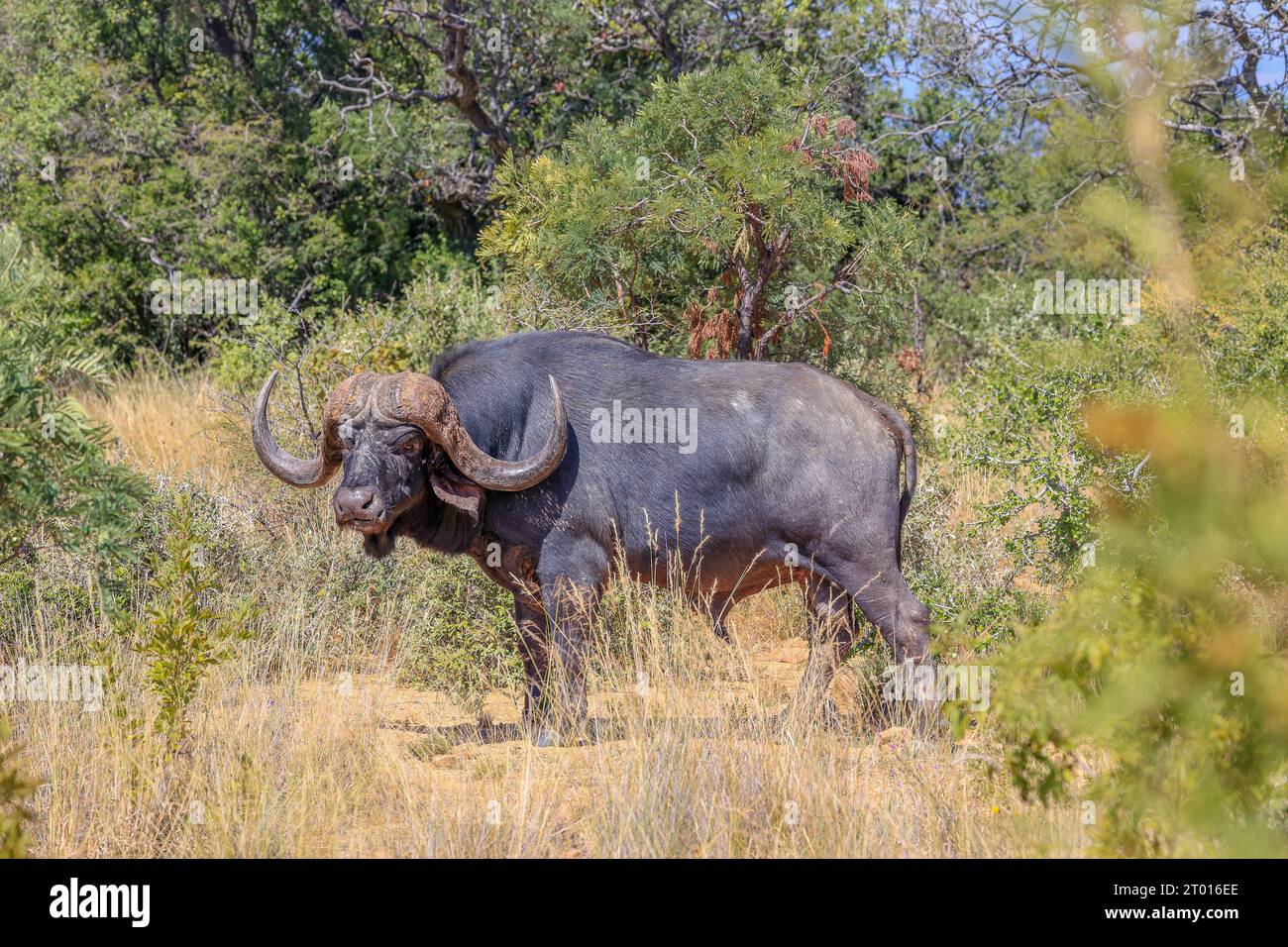 Ein beeindruckend gehörnter Stier Cape Buffalo am Ant's Nest in Waterberg, Südafrika Stockfoto