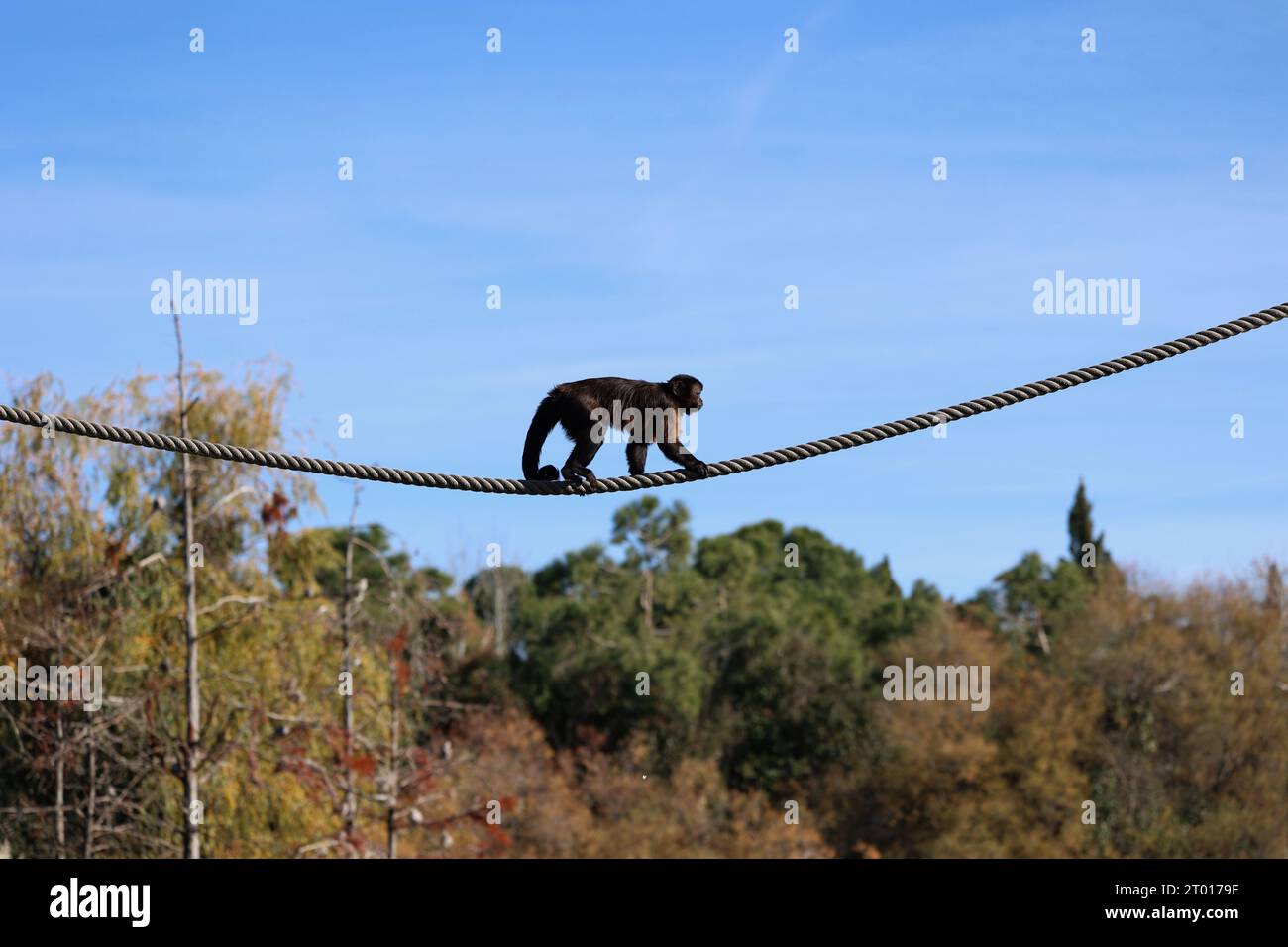 Affe, die an einem Seil im Zoo von Madrid spazieren Stockfoto