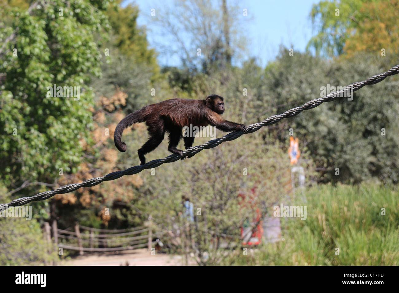 Affe, die an einem Seil im Zoo von Madrid spazieren Stockfoto