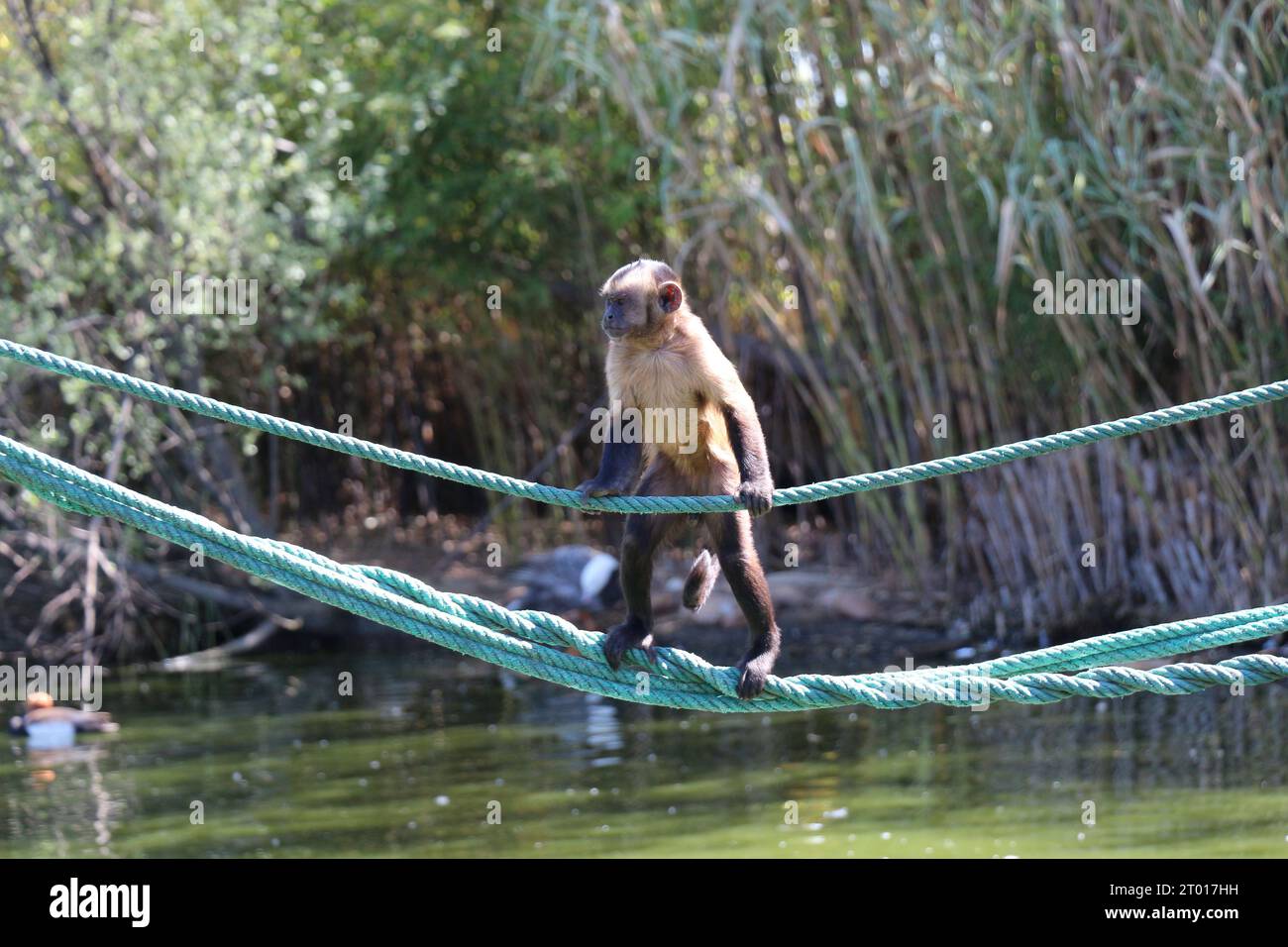 Der Affe steht am Seil im Zoo von Madrid Stockfoto