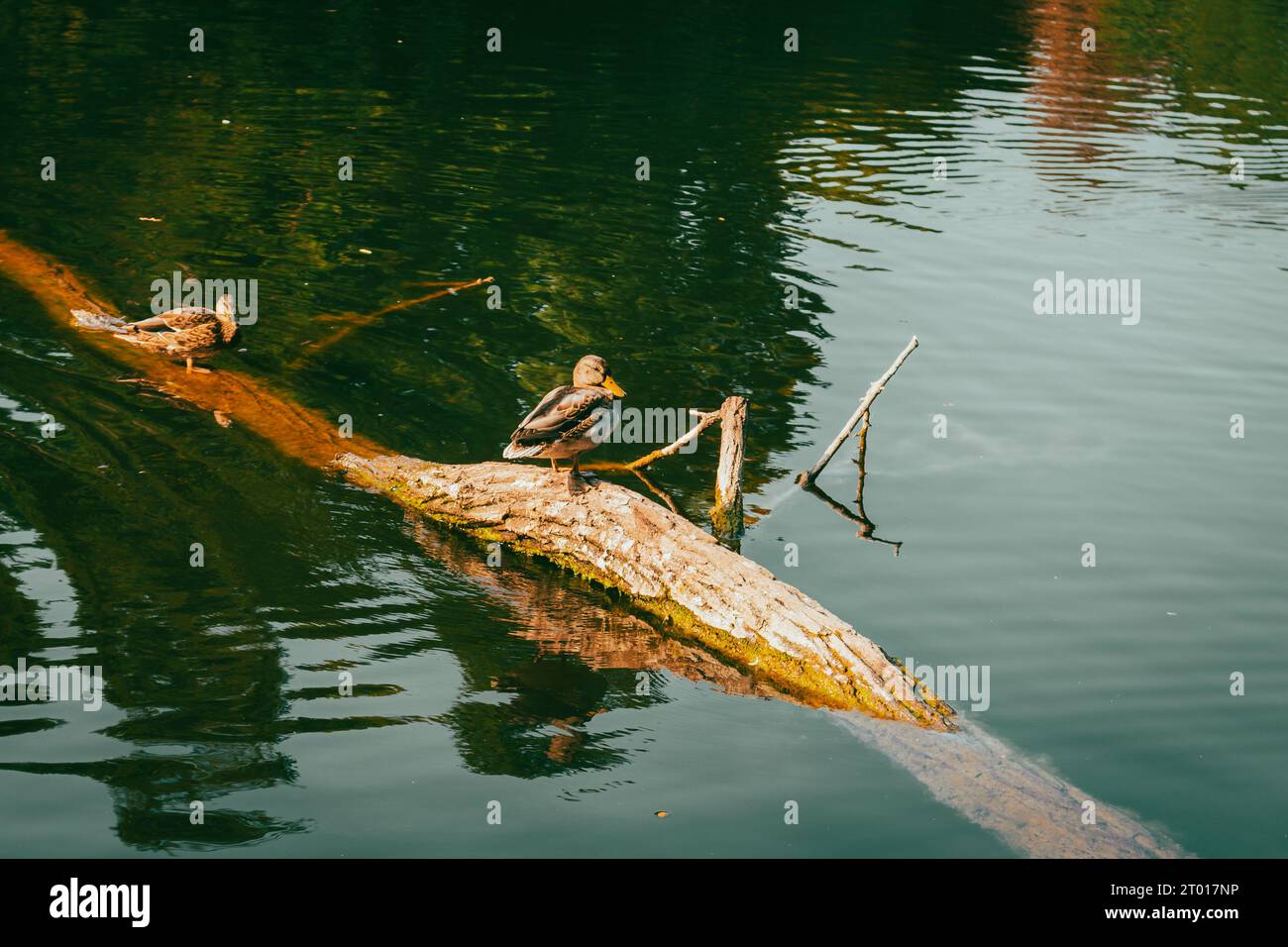 Enten auf Baumstamm am Fluss. Einzelner Vogel in der Nähe des Ufers. Stockenten auf dem See in der Herbstsaison. Schwimmende Wildvögel. Wilder Vogel in der Natur. Stockfoto