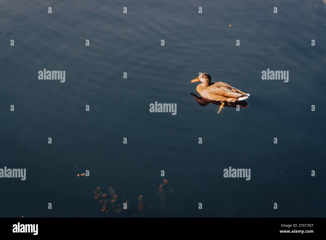Allein Ente auf dem Fluss. Einzelner Vogel in der Nähe des Ufers. Stockenten auf dem See in der Herbstsaison. Schwimmende Wildvögel. Wilder Vogel in der Natur. Stockfoto