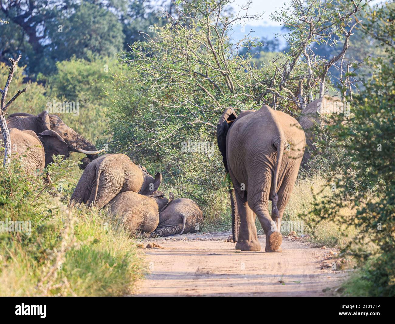 Ein erwachsener Elefant nähert sich den jungen Jungen, die sie blockieren Stockfoto