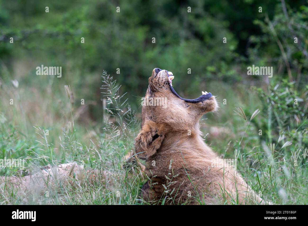 Der König von Afrika - Löwe Löwe Stockfoto