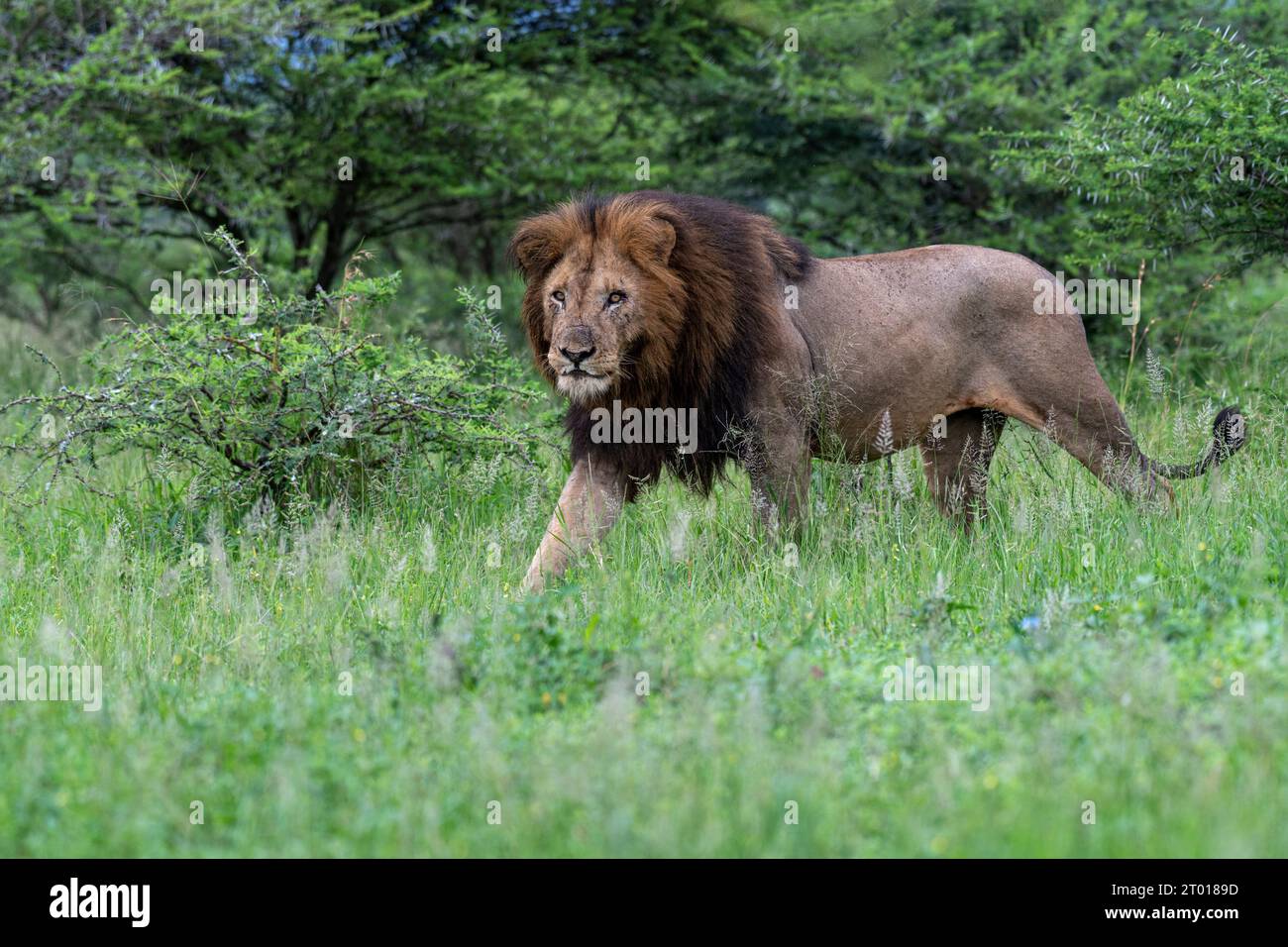 Der König von Afrika - Löwe Löwe Stockfoto