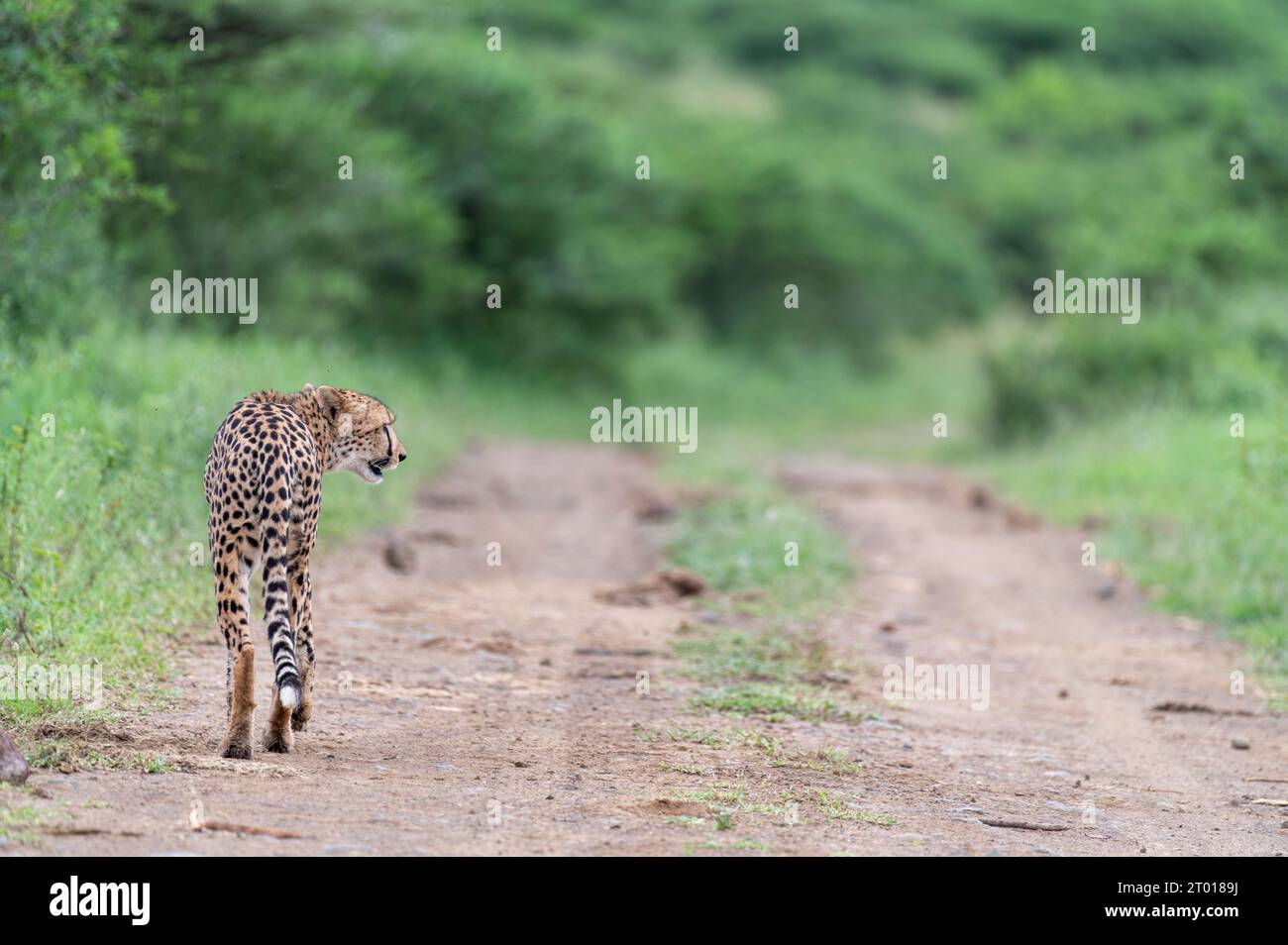 Gepard Südafrika Stockfoto