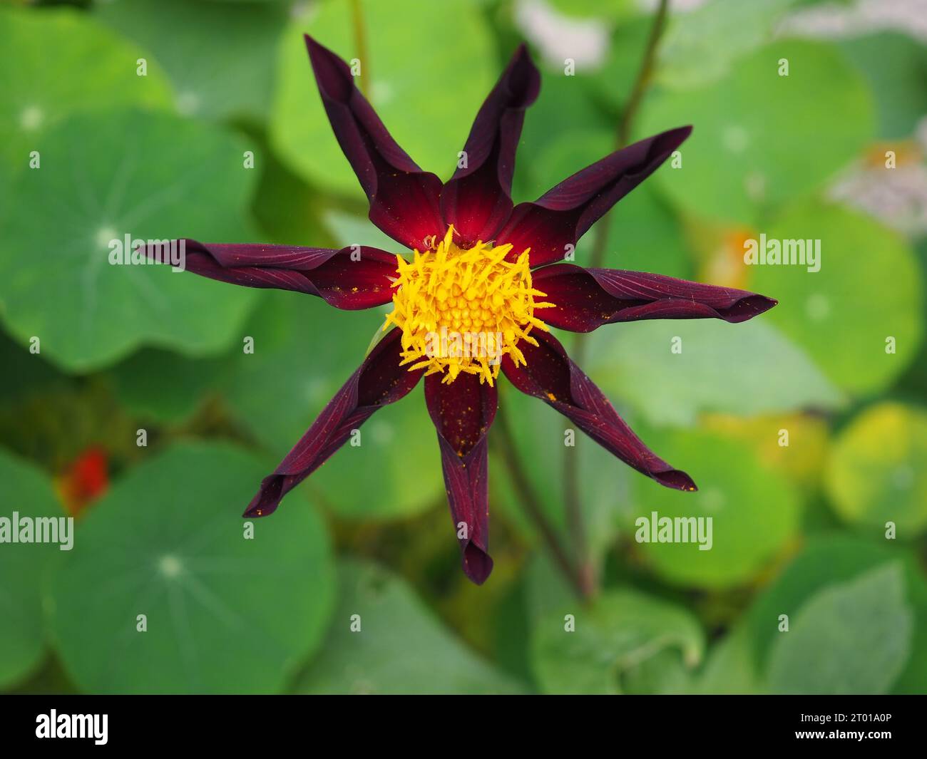 Nahaufnahme der Honka Black Dahlia „Verrone's Obsidian“ Blume in voller Blüte in einem Herbstgartenrand vor einem Hintergrund von Laub Stockfoto