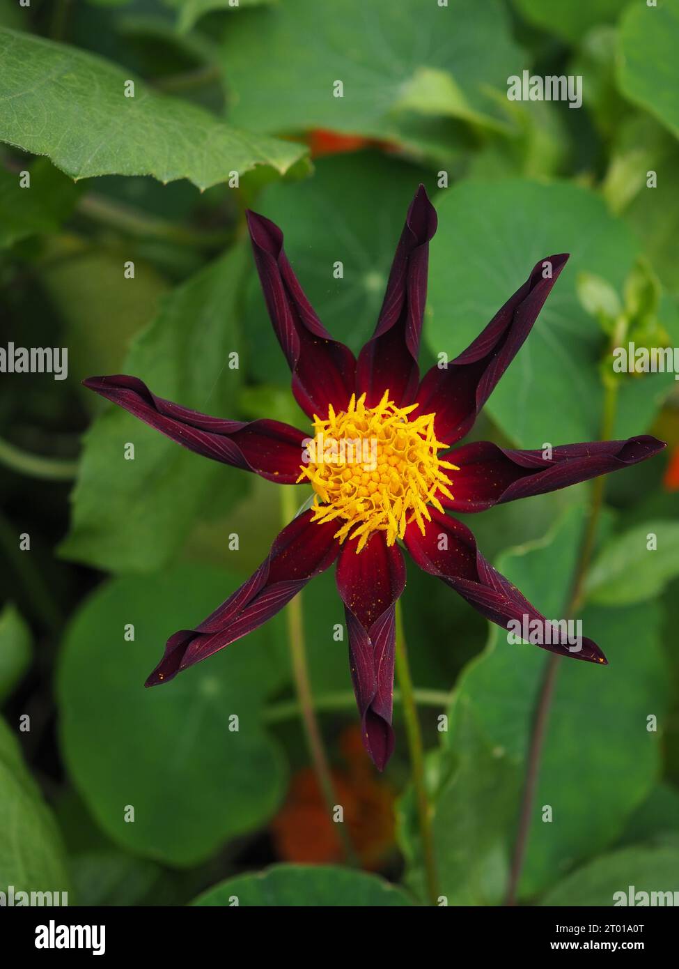 Nahaufnahme der Honka Black Dahlia „Verrone's Obsidian“ Blume in voller Blüte in einem Herbstgartenrand vor einem Hintergrund von Laub Stockfoto