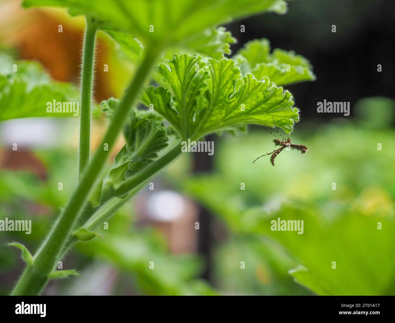 Nahaufnahme einer Geranenfahne (Sphenarches anisodactylus), die an der Unterseite eines pelargoniumblattes mit dem Duft „Attar of Roses“ hängt Stockfoto