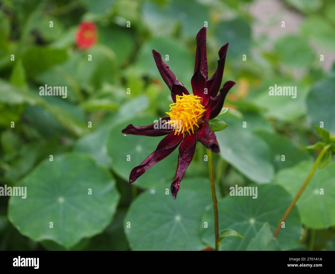 Nahaufnahme einer schwarzen Honka-Dahlienblume „Verrone's Obsidian“ mit dunklen Radblättern, die im Spätsommer/Frühherbst in Großbritannien in einem Garten wachsen Stockfoto