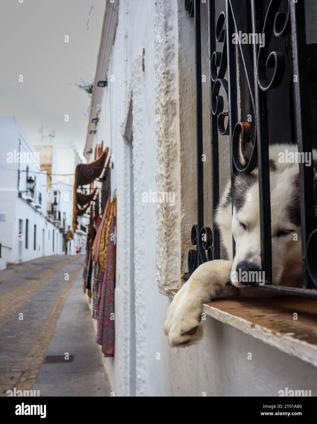 Ein Husky-Hund, der auf einem Balkon mit Blick auf eine kleine Gasse schläft Stockfoto