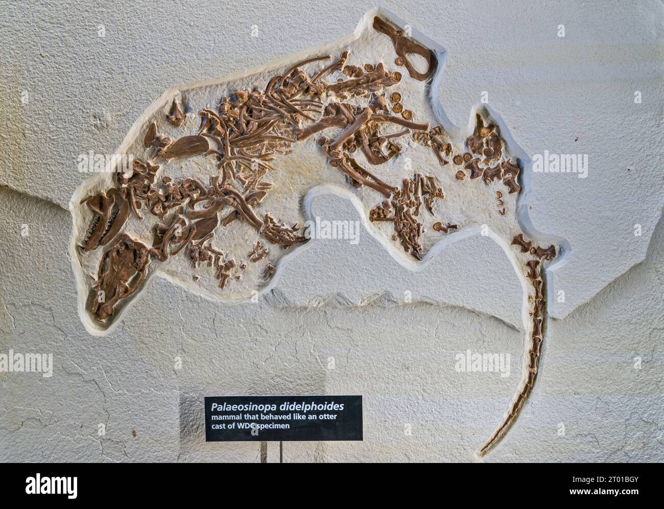 Palaeosinopa didelphoides, ausgestorbenes Otter-ähnliches Fleischfresser Säugetier, Fossil-Ausstellung im Besucherzentrum des Fossil Butte National Monument, Wyoming, USA Stockfoto