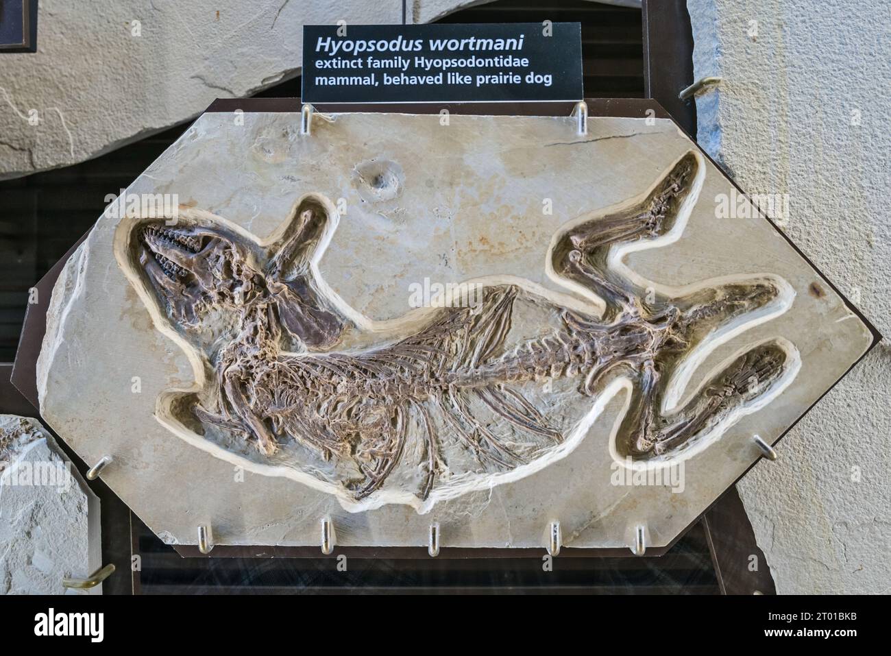 Hyopsodus wortmani, ausgestorbene Hyopsodontidae Allesfresser, Fossil-Ausstellung im Besucherzentrum des Fossil Butte National Monument, Wyoming, USA Stockfoto