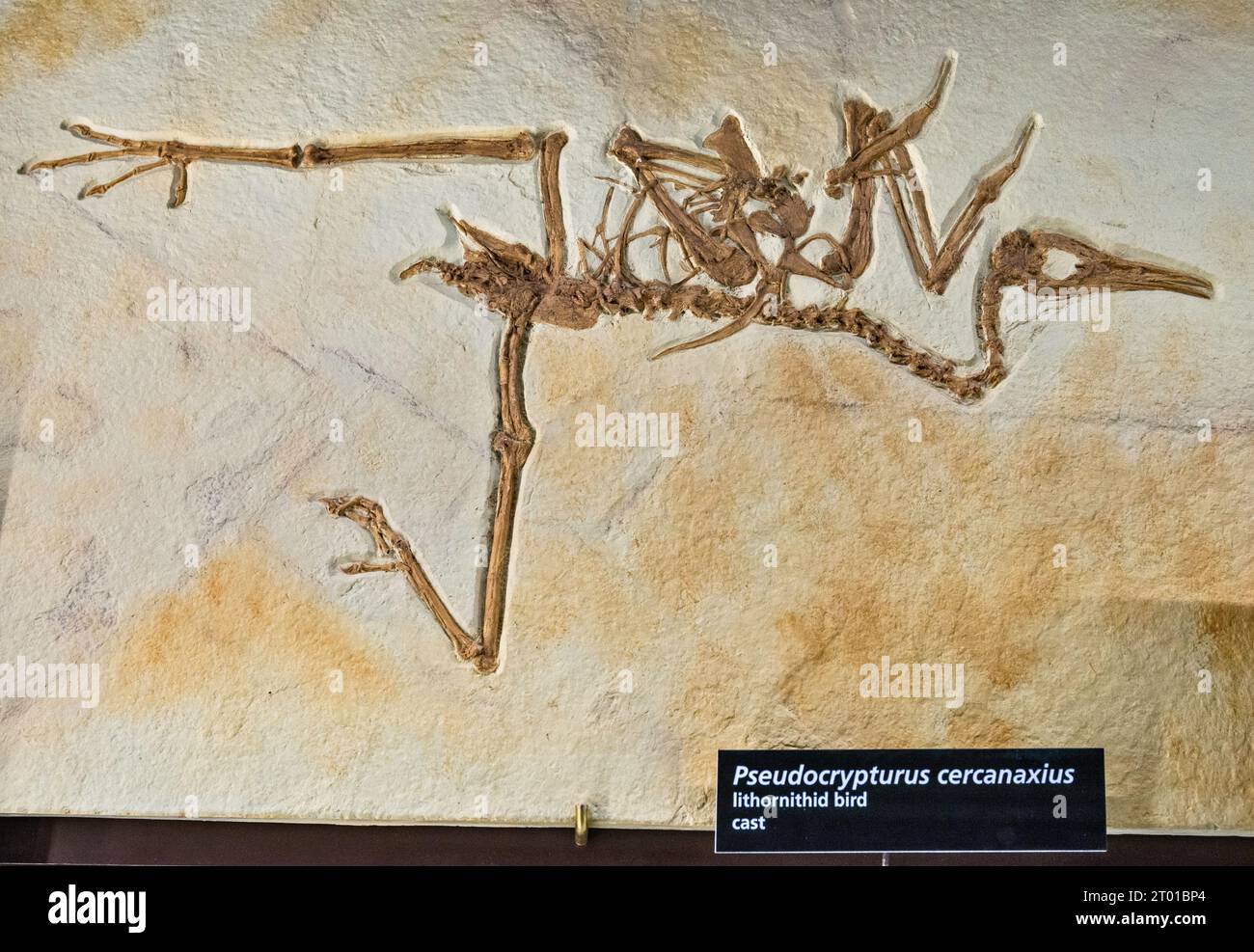 Pseudocrypturus cercanaxius, ausgestorbener Küstenvogel, Fossil-Ausstellung im Besucherzentrum des Fossil Butte National Monument, Wyoming, USA Stockfoto