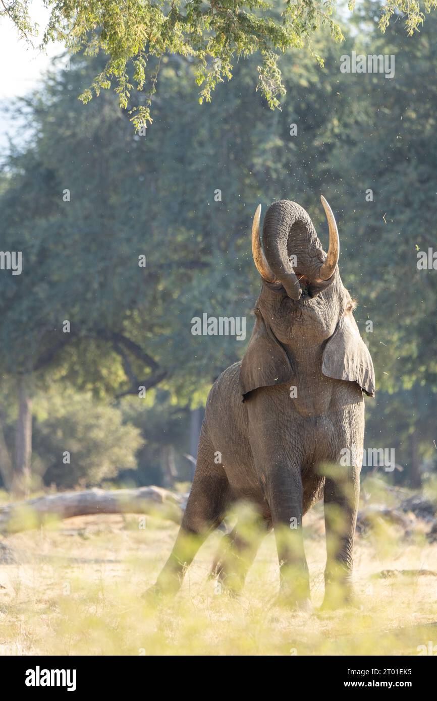 Ein Elefant, der in einen Baum greift, um Nahrung in Mana Pools Simbabwe zu essen Stockfoto