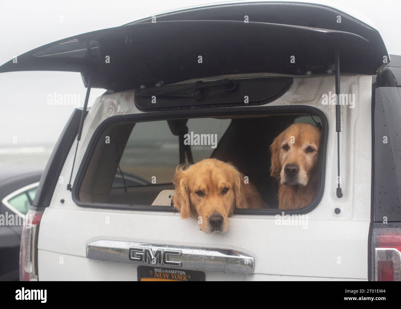 Zwei Golden Retriever auf dem hinteren Deck eines SUV Stockfoto