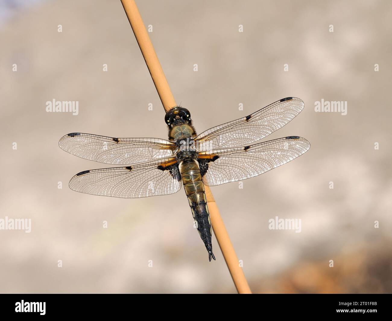 Vierfleckige Chaser Libelle (Libellula quadrimaculata), Erwachsener mit ausgebreiteten Flügeln, Herefordshire, England, Juni Stockfoto