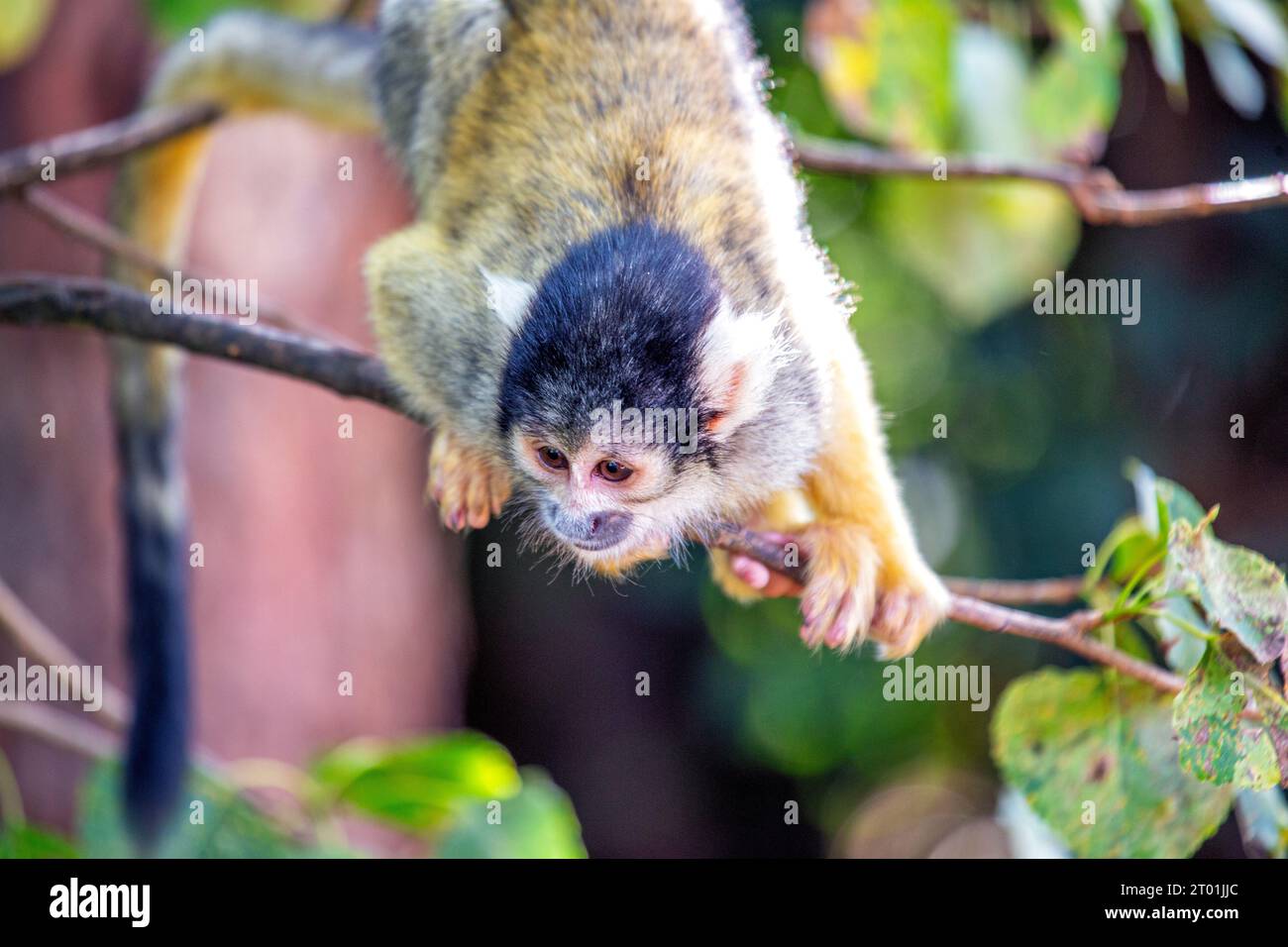 Der bolivianische Eichhörnchenaffe (Saimiri boliviensis) ist ein kleiner, wendiger Primat, der in den Wäldern Boliviens beheimatet ist und für seine verspielten Mätzchen bewundert wird. Stockfoto