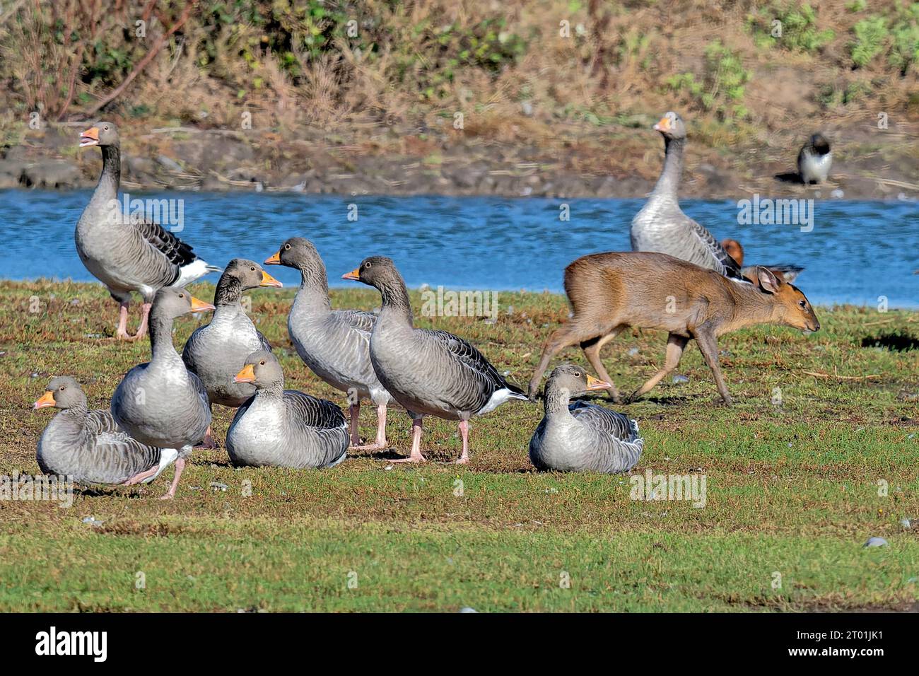 Gänse behalten ein vorbeiziehendes chinesisches Wasserhirsch im Auge Stockfoto