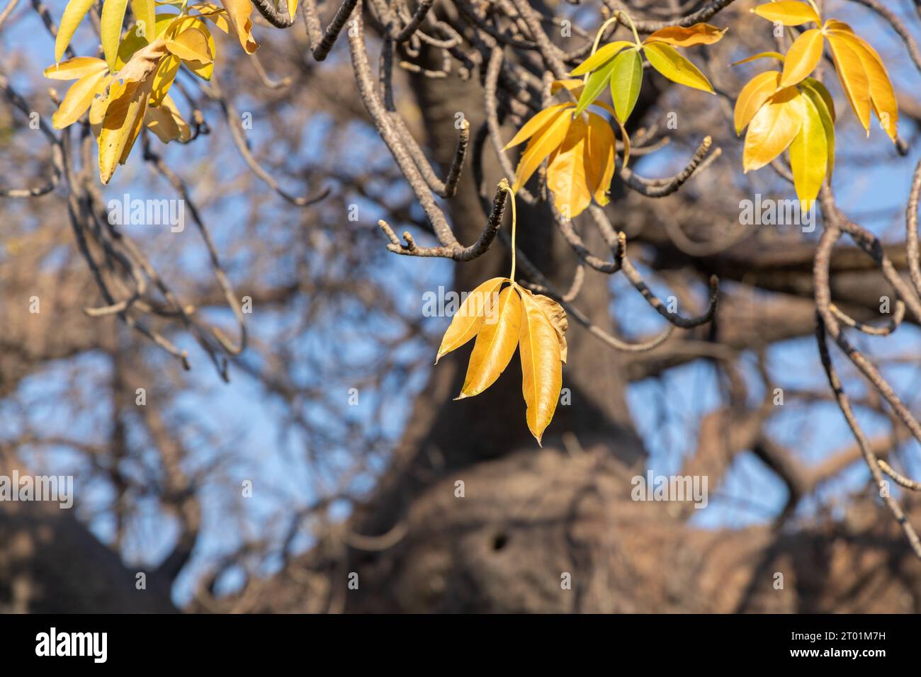 Die bunten Blätter eines Baobab-Baumes in Botswana Stockfoto