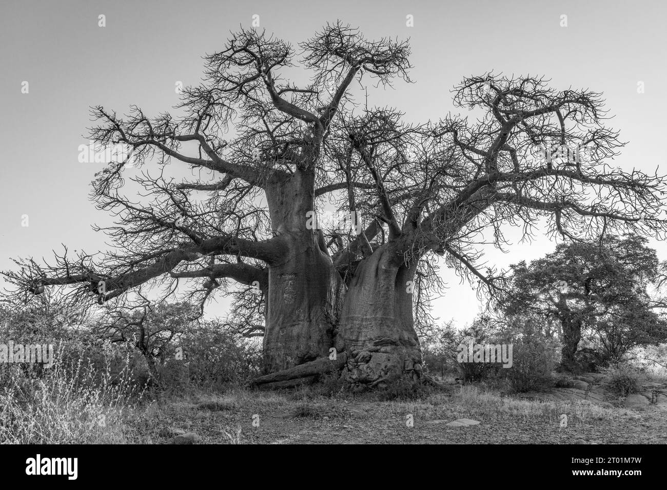 Monochromes Bild eines Baobab-Baumes auf der Insel Kubu in den Makgadikgadi-Pfannen in Botswana Stockfoto