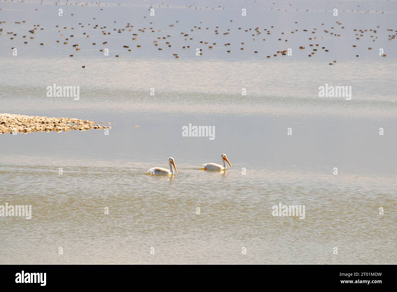 Weiße Pelikane schwimmen im kühlen Teich in Salt Lake City, Utah Stockfoto