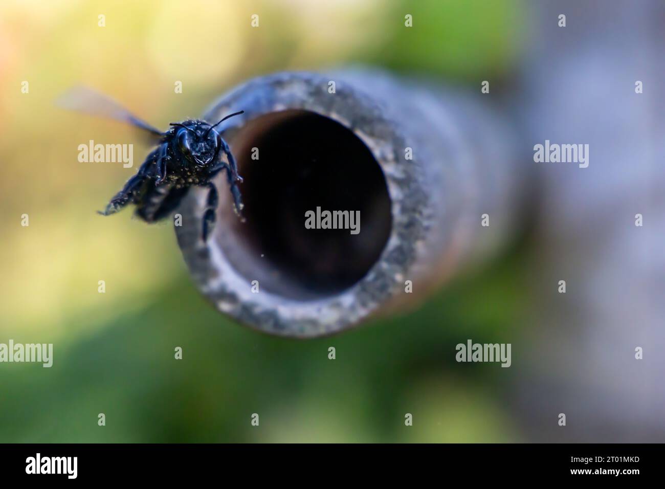 Eine schwarze Tischlerbiene baut ein Nest Stockfoto