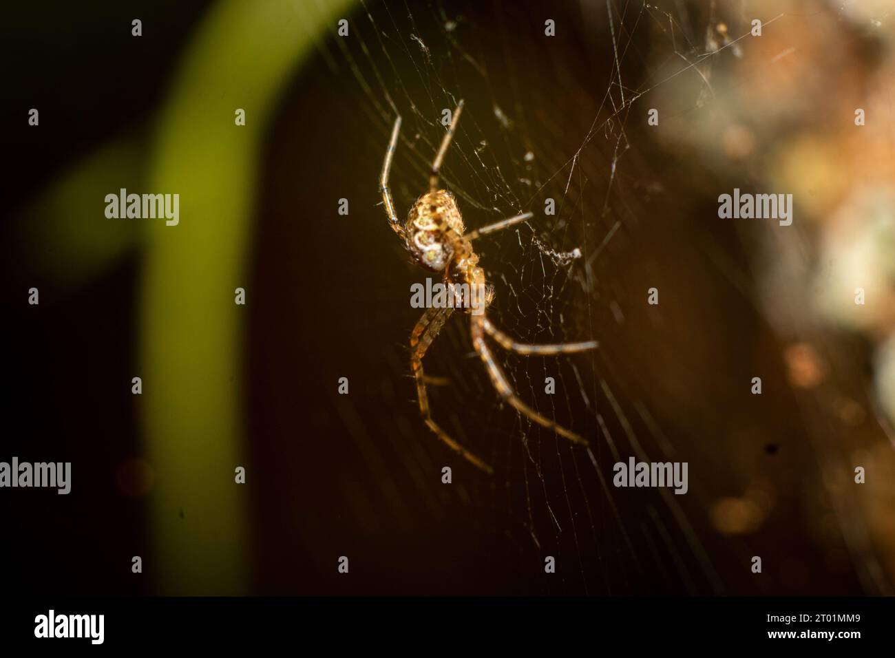 Webspinne auf Makrofotos, die von der Seite Indonesiens aufgenommen wurden, stehen im Web zur Verfügung. Stockfoto