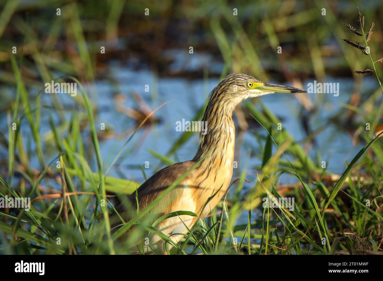 Squacco Reiher auf dem Chobe River in Botswana Stockfoto