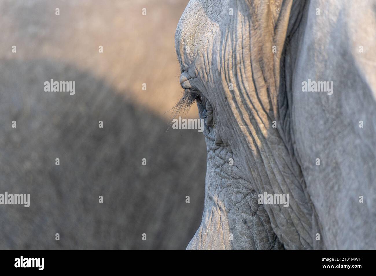 Nahaufnahme des linken Auges eines Elefanten mit deutlich sichtbaren Wimpern Stockfoto