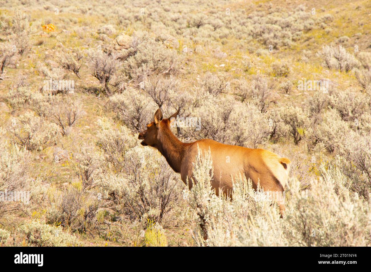 Wapiti im Yellowstone-Nationalpark Stockfoto