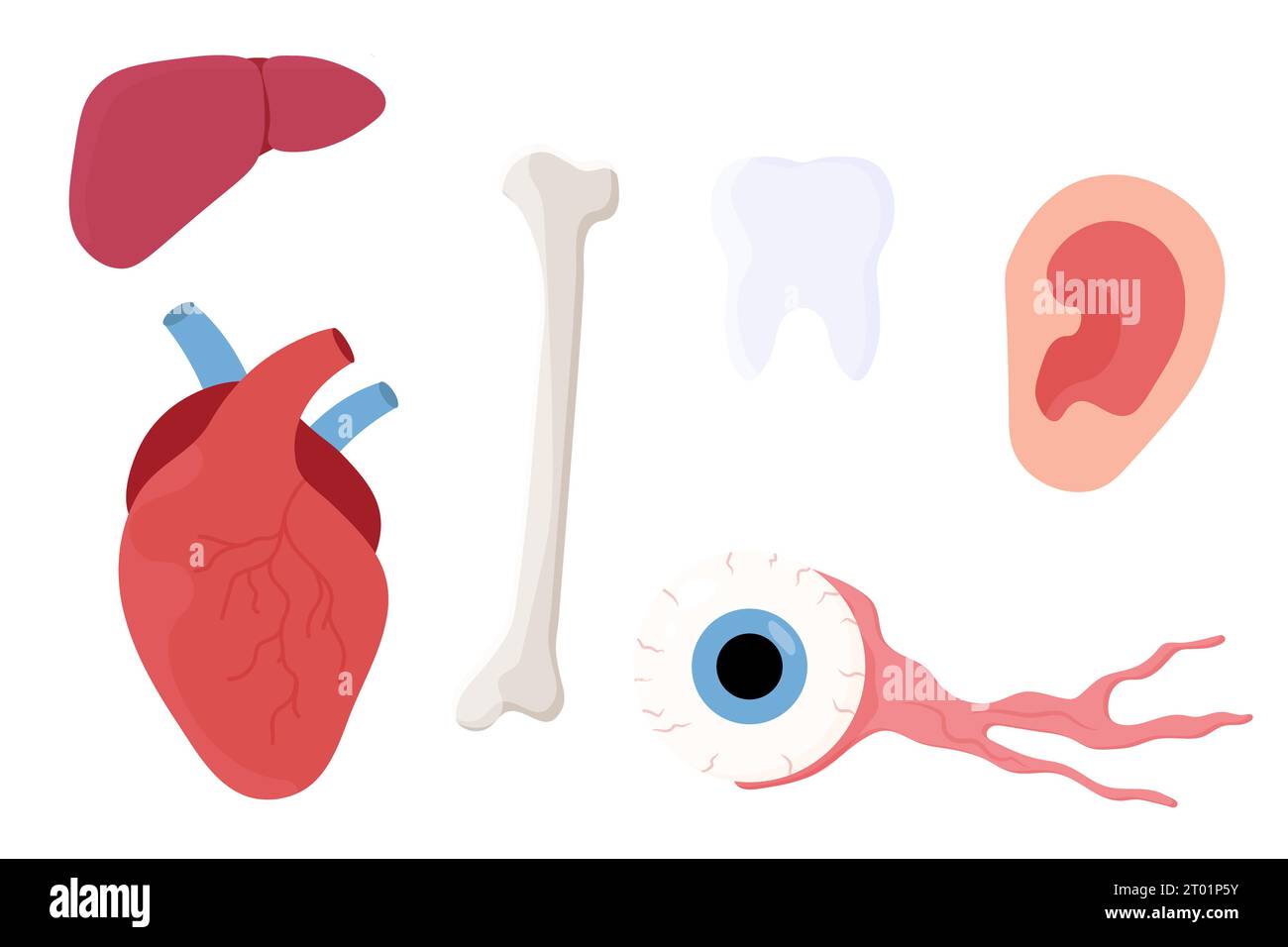 Set menschlicher Organe: Herz, Auge, Zahn, Leber, Knochen, Ohr. Vektorabbildung Stock Vektor