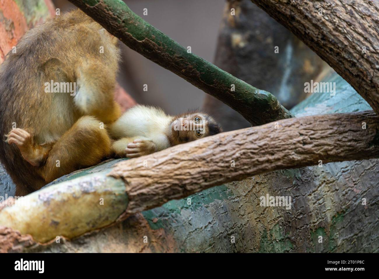 Der in Südamerika heimische Saimiri sciureus ist ein lebendiger Primat, der für seine spielerische Natur und sein unverwechselbares Aussehen bekannt ist. Stockfoto