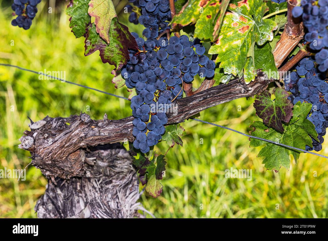 Alte Weinrebe mit reifer Traube aus blauen Trauben, die malerisch aus der Nähe geschnitten wurden Stockfoto