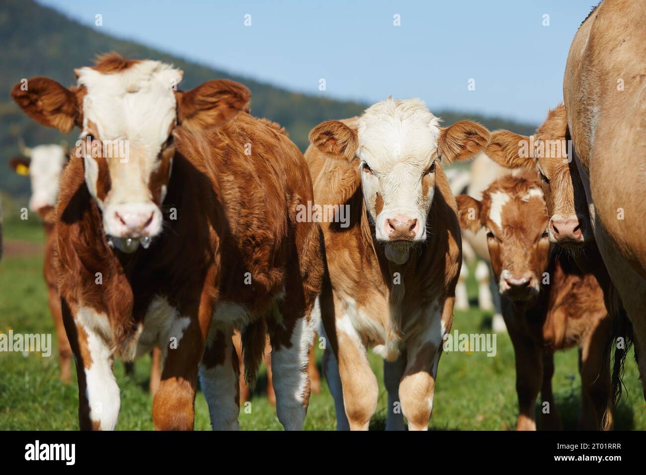 Kalb mit Kuh auf Weide. Vorderansicht der Herde, süße Kälber, die auf grüner Wiese spazieren. Stockfoto