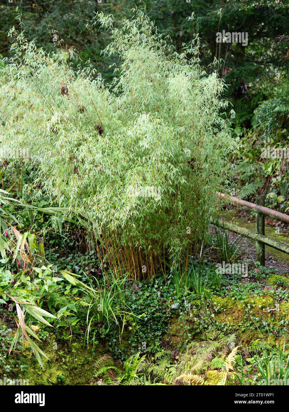 Rote Stiele und grünes Laub Kontrast des harten immergrünen chinesischen Springbrunnens Bambus, Fargesia „Red Panda“ (Jiuzhaigou) Stockfoto