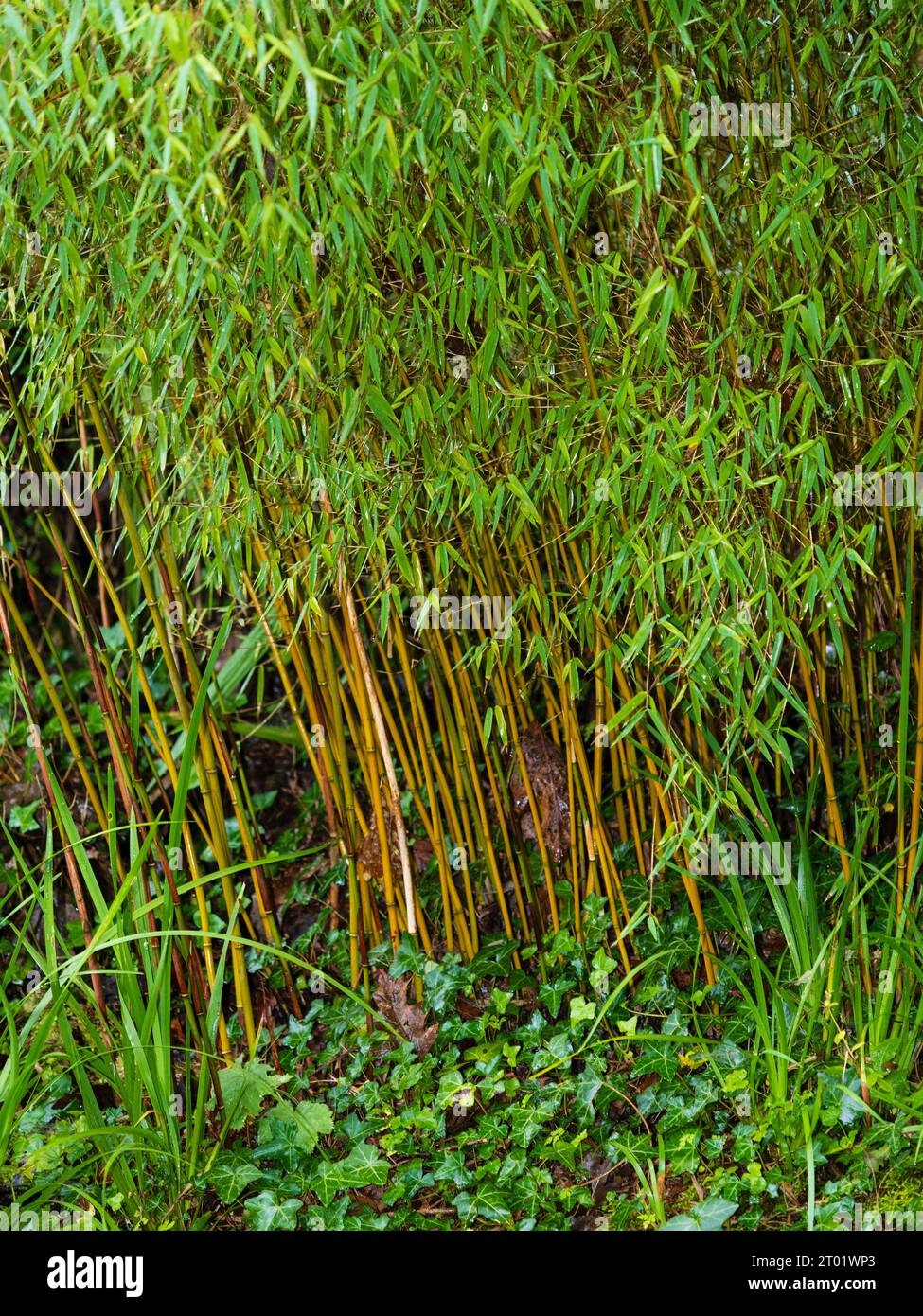 Rote Stiele und grünes Laub Kontrast des harten immergrünen chinesischen Springbrunnens Bambus, Fargesia „Red Panda“ (Jiuzhaigou) Stockfoto