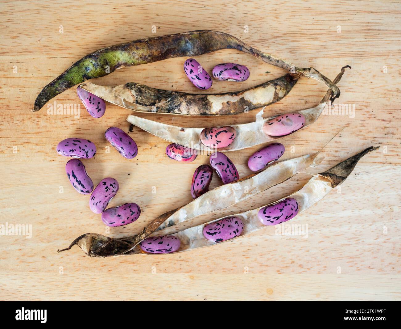 Getrocknete Samenkapseln und Samen von Sommergemüse, Phaseolus coccinea 'Enorma', Läufer oder Stangenbohnen Stockfoto