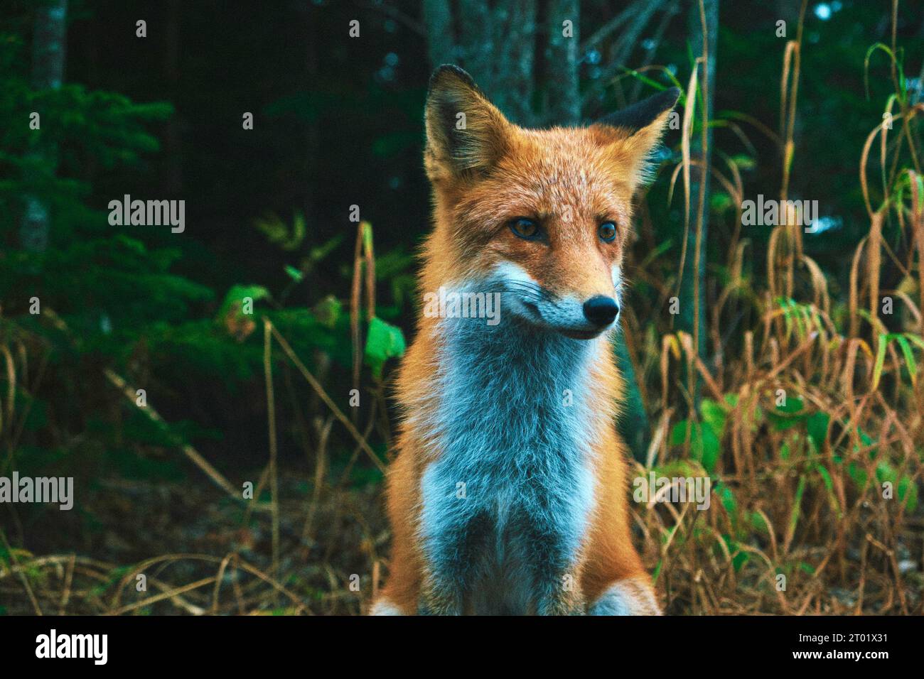 Ein neugieriger Rotfuchs tauchte aus dem Wald auf, um die Reisenden zu begrüßen. Während der Herbst die Insel Sakhalin mit leuchtenden Farben malte, begegneten Reisende einem wunderschönen Rotfuchs, der eine starke Neugier zeigte und sich ihnen spielerisch näherte, scheinbar auf der Suche nach einem leckeren Leckerbissen. Stockfoto